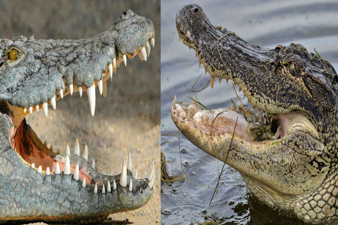 Difference between Crocodiles and Alligators